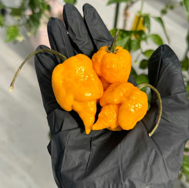 Yellow Reaper Pepper Seeds - The Pepper Pantry (Formerly Marie Sharp's)